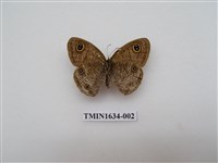 藏品(密紋波眼蝶)的圖片